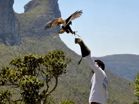 Falcão pousando na luva de um tratador no Parque dos Falcões, com a serra ao fundo