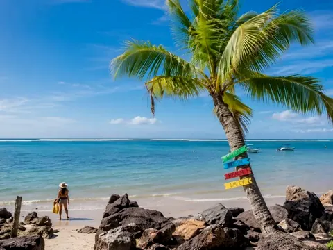 Coqueiro inclinado sobre as pedras da Praia do Saco, com placas coloridas e o mar azul ao fundo